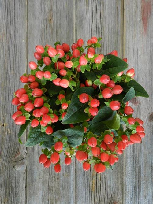 MAGICAL PUMPKIN  ORANGE HYPERICUM